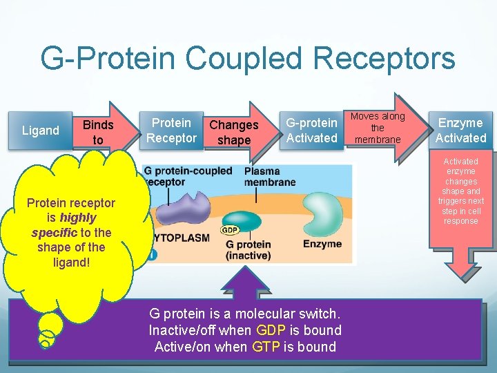 G-Protein Coupled Receptors Ligand Binds to Protein Receptor Changes shape G-protein Activated Moves along