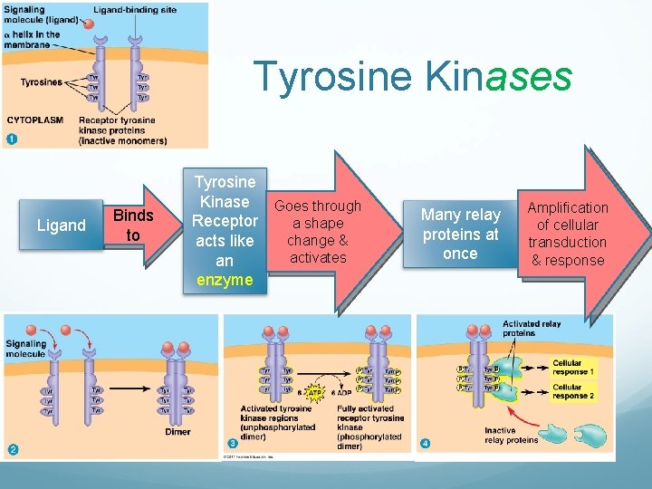 Tyrosine Kinases Ligand Binds to Tyrosine Kinase Goes through Receptor a shape change &