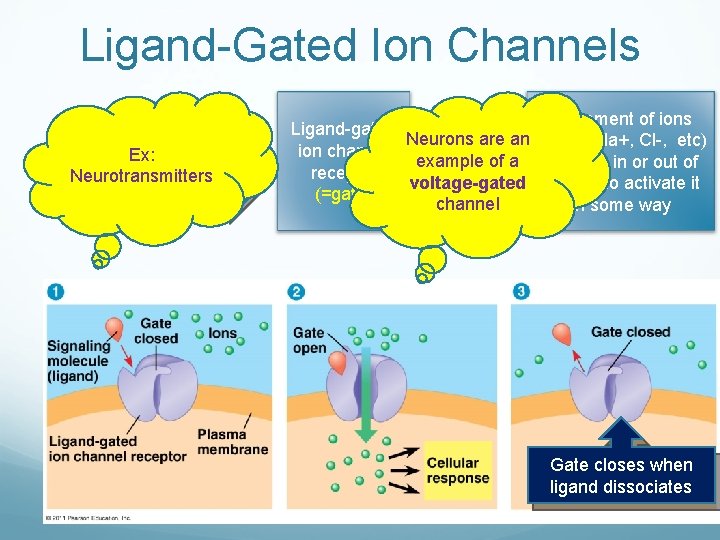 Ligand-Gated Ion Channels Ex: Binds to Ligand Neurotransmitters & opens Movement of ions Ligand-gated