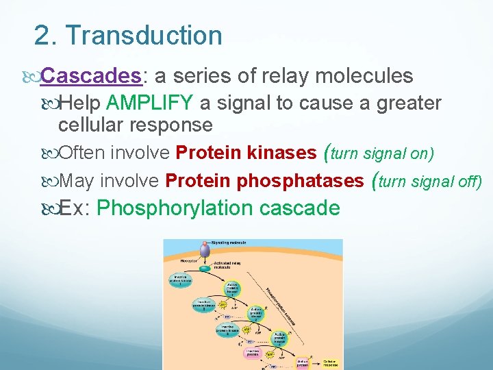 2. Transduction Cascades: a series of relay molecules Help AMPLIFY a signal to cause