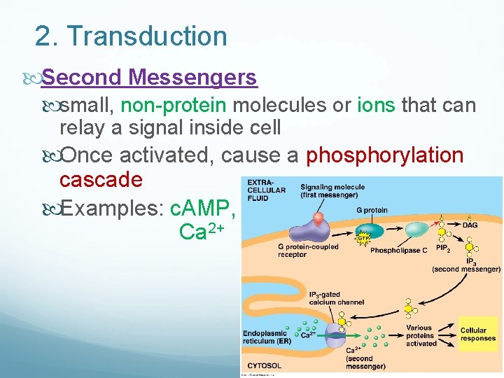 2. Transduction Second Messengers small, non-protein molecules or ions that can relay a signal