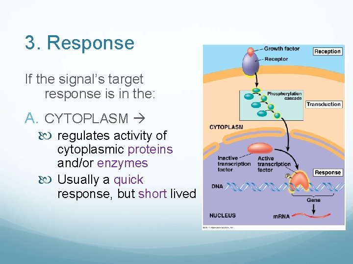 3. Response If the signal’s target response is in the: A. CYTOPLASM regulates activity