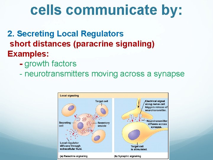 cells communicate by: 2. Secreting Local Regulators short distances (paracrine signaling) Examples: - growth
