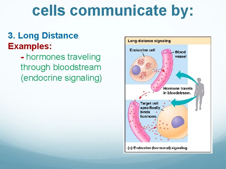 cells communicate by: 3. Long Distance Examples: - hormones traveling through bloodstream (endocrine signaling)