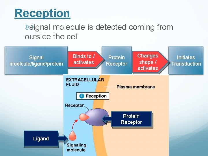 Reception signal molecule is detected coming from outside the cell Signal moelcule/ligand/protein Binds to