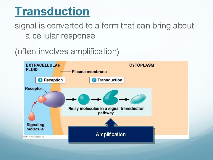 Transduction signal is converted to a form that can bring about a cellular response