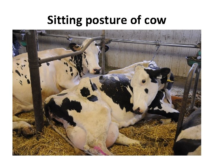 Sitting posture of cow 