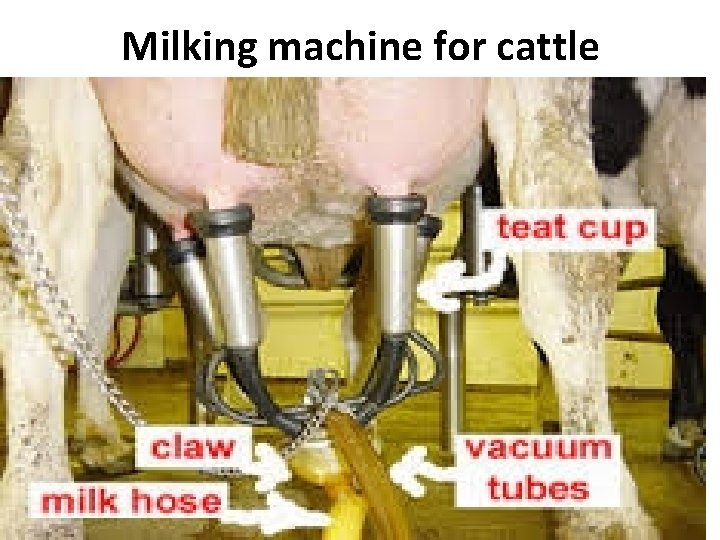 Milking machine for cattle 