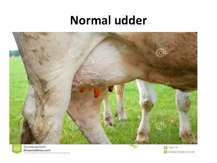 Normal udder 