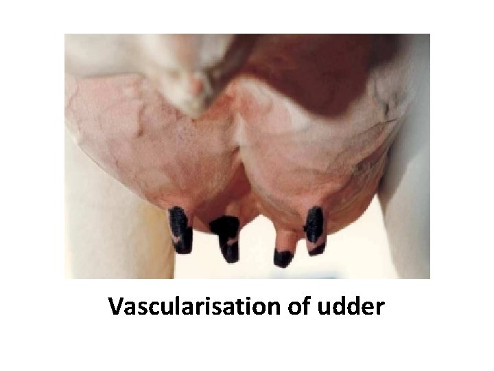 Vascularisation of udder 
