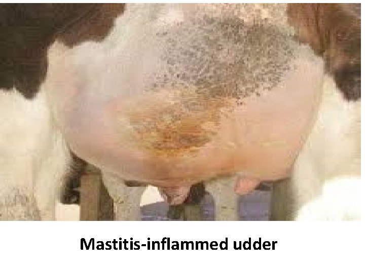 Mastitis-inflammed udder 