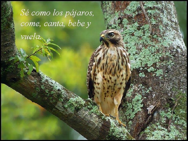 Sé como los pájaros, come, canta, bebe y vuela. 