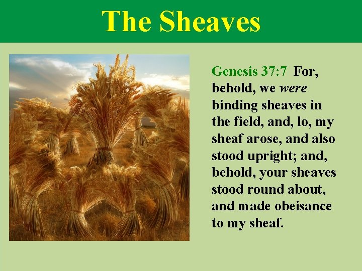 The Sheaves Genesis 37: 7 For, behold, we were binding sheaves in the field,