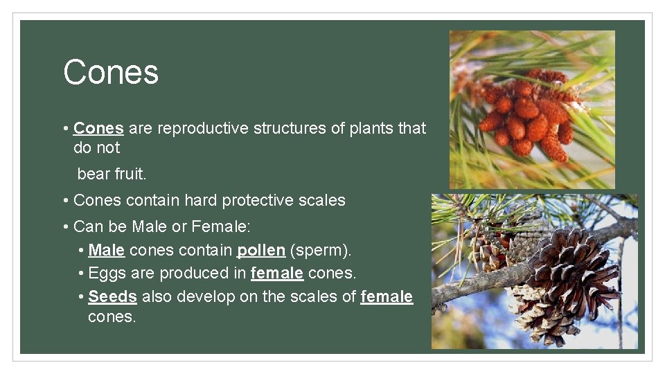 Cones • Cones are reproductive structures of plants that do not bear fruit. •