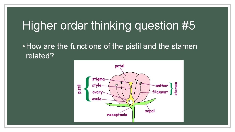 Higher order thinking question #5 • How are the functions of the pistil and