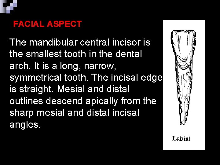 FACIAL ASPECT The mandibular central incisor is the smallest tooth in the dental arch.