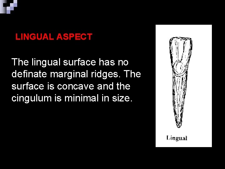 LINGUAL ASPECT The lingual surface has no definate marginal ridges. The surface is concave