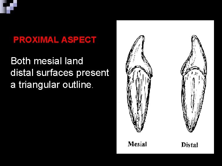 PROXIMAL ASPECT Both mesial land distal surfaces present a triangular outline. 