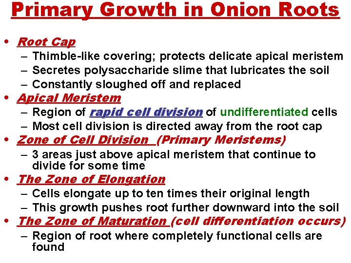 Primary Growth in Onion Roots • Root Cap – Thimble-like covering; protects delicate apical