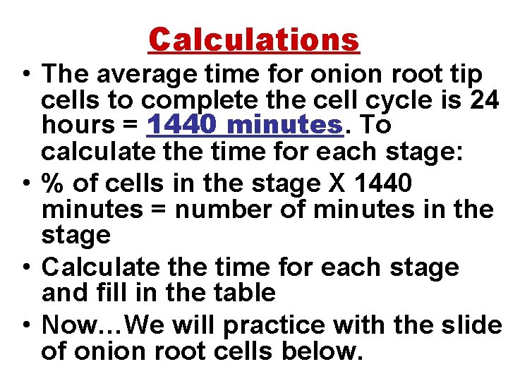 Calculations • The average time for onion root tip cells to complete the cell