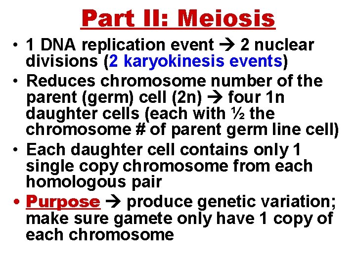 Part II: Meiosis • 1 DNA replication event 2 nuclear divisions (2 karyokinesis events)
