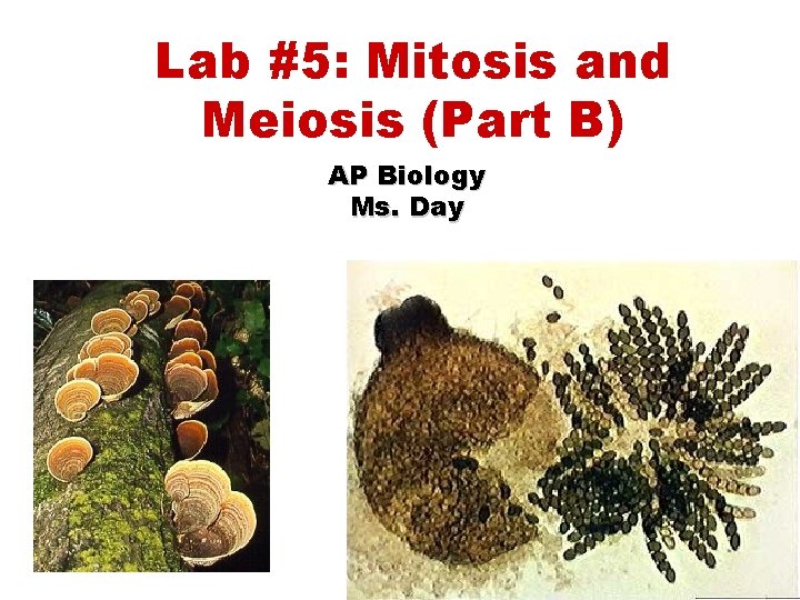 Lab #5: Mitosis and Meiosis (Part B) AP Biology Ms. Day 