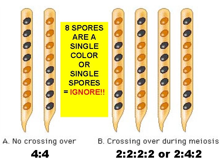8 SPORES ARE A SINGLE COLOR OR SINGLE SPORES = IGNORE!! 4: 4 2: