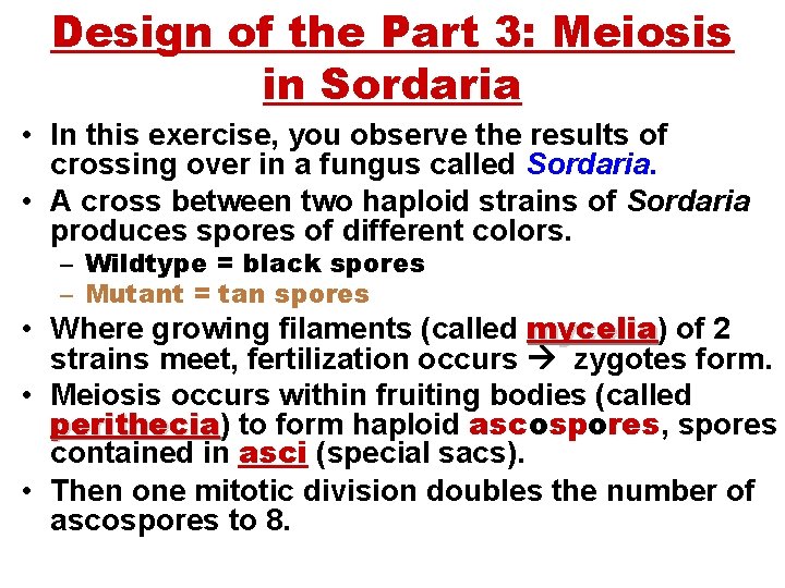 Design of the Part 3: Meiosis in Sordaria • In this exercise, you observe