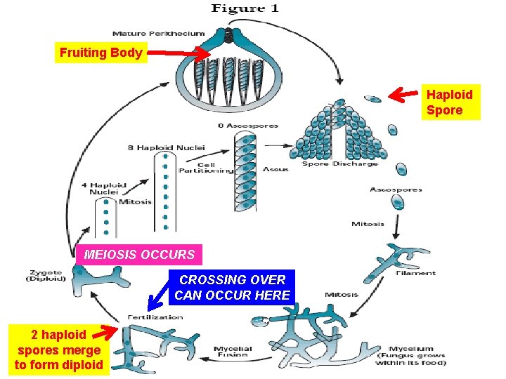 Fruiting Body Haploid Spore MEIOSIS OCCURS CROSSING OVER CAN OCCUR HERE 2 haploid spores
