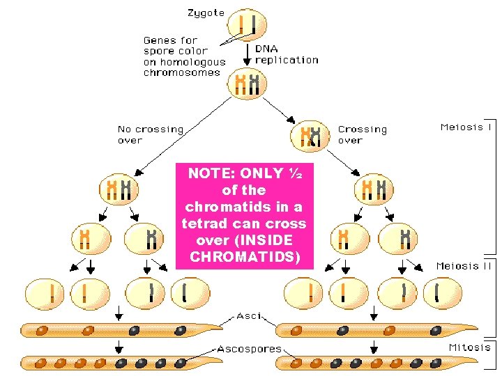 NOTE: ONLY ½ of the chromatids in a tetrad can cross over (INSIDE CHROMATIDS)