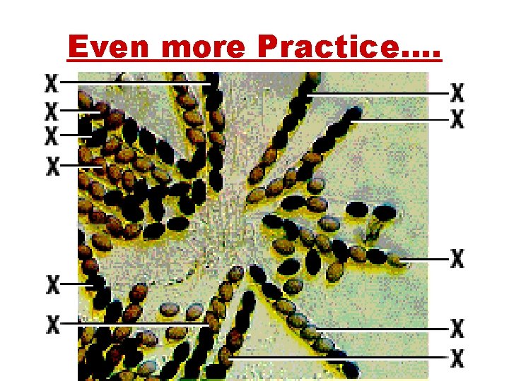 Even more Practice…. 