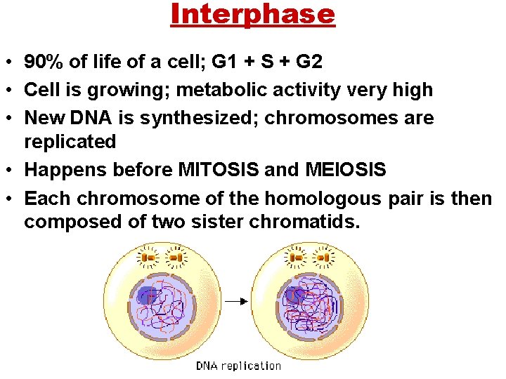 Interphase • 90% of life of a cell; G 1 + S + G