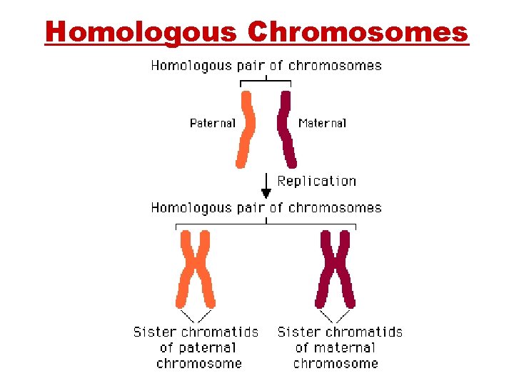 Homologous Chromosomes 