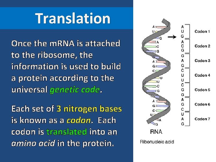 Translation Once the m. RNA is attached to the ribosome, the information is used