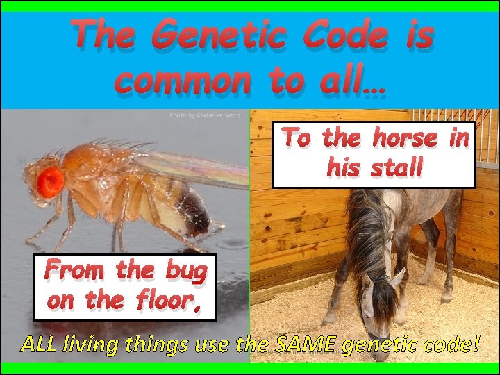 The Genetic Code is common to all… Photo by André Karwath To the horse