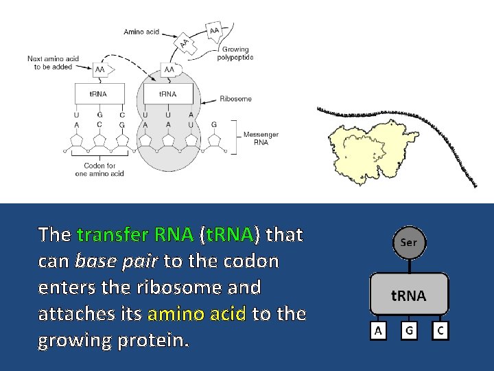 The transfer RNA (t. RNA) that can base pair to the codon enters the