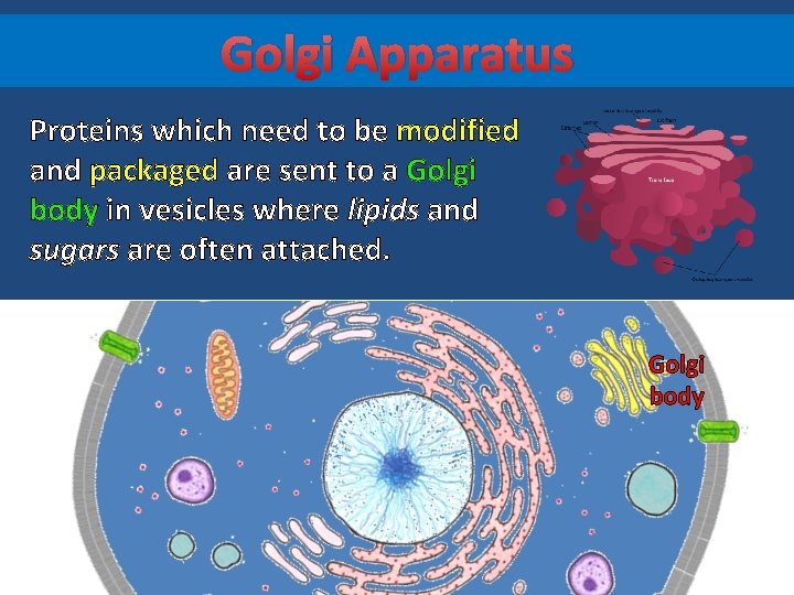 Golgi Apparatus Proteins which need to be modified and packaged are sent to a