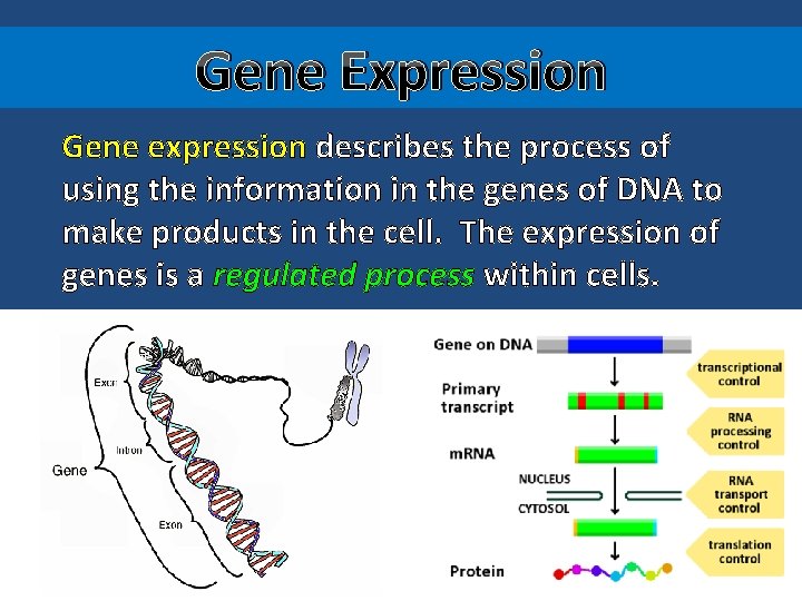 Gene Expression Gene expression describes the process of using the information in the genes