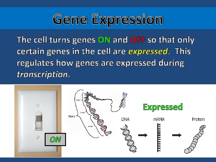 Gene Expression The cell turns genes ON and OFF so that only certain genes