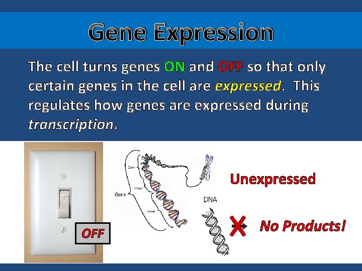 Gene Expression The cell turns genes ON and OFF so that only certain genes