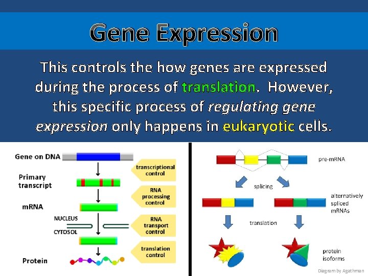 Gene Expression This controls the how genes are expressed during the process of translation.