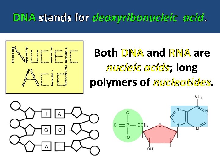 DNA stands for deoxyribonucleic acid. Both DNA and RNA are nucleic acids; long polymers