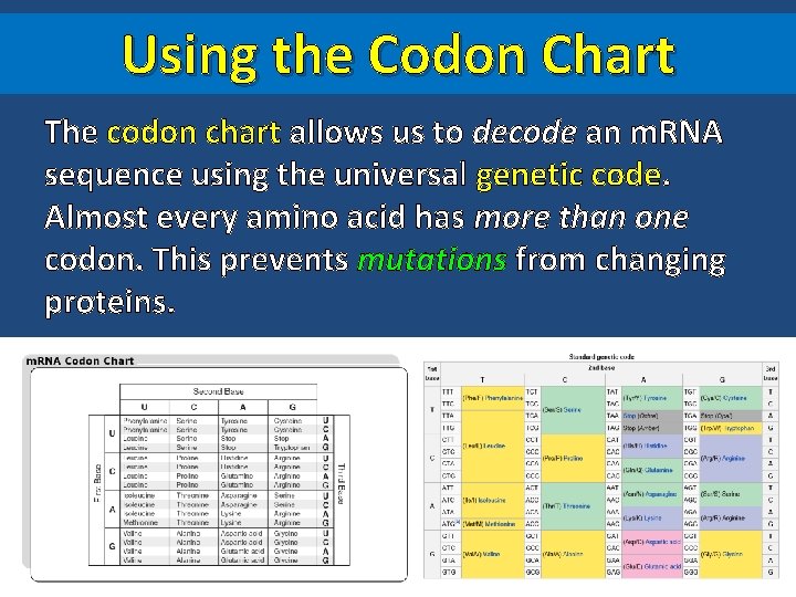 Using the Codon Chart The codon chart allows us to decode an m. RNA