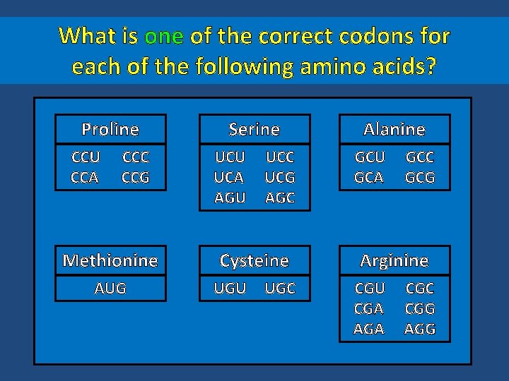 What is one of the correct codons for each of the following amino acids?
