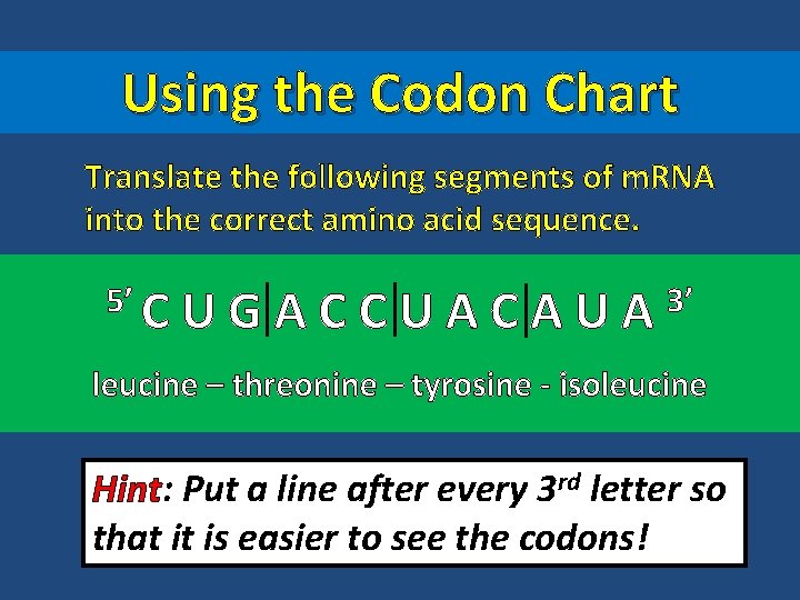 Using the Codon Chart Translate the following segments of m. RNA into the correct