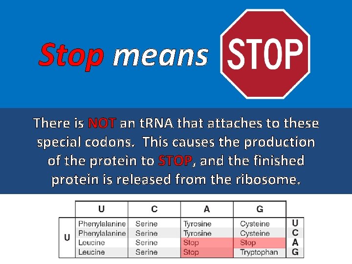 Stop means There is NOT an t. RNA that attaches to these special codons.