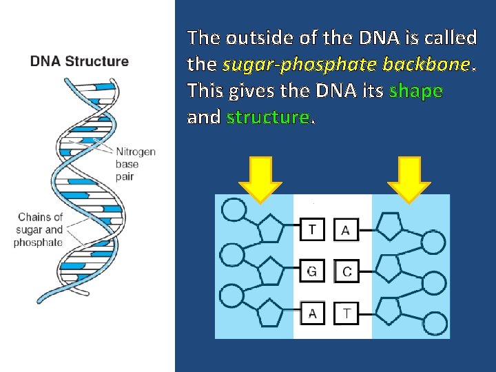 The outside of the DNA is called the sugar-phosphate backbone. This gives the DNA