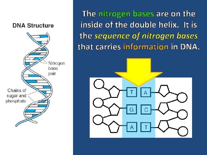 The nitrogen bases are on the inside of the double helix. It is the