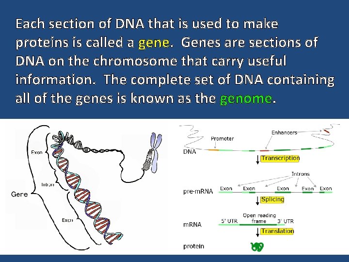 Each section of DNA that is used to make proteins is called a gene.