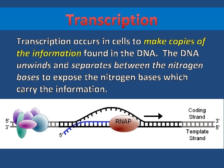 Transcription occurs in cells to make copies of the information found in the DNA.